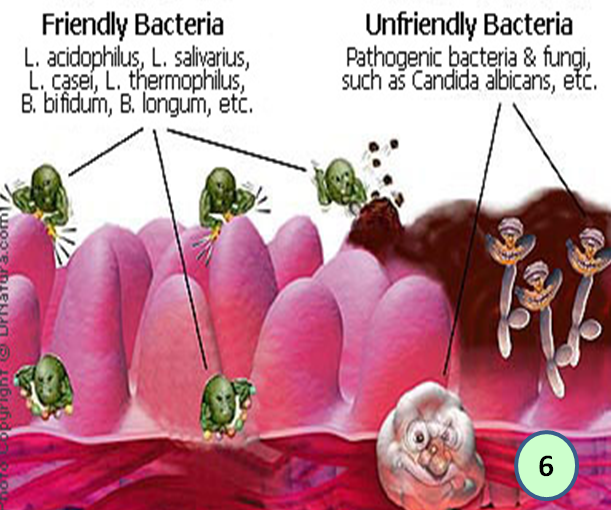 chitosan hujenga bacteria